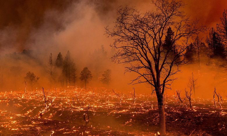 Summer wildfires in northern hemisphere caused record levels of carbon ...